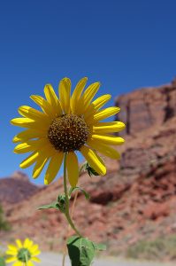 Photo d'une fleur jaune