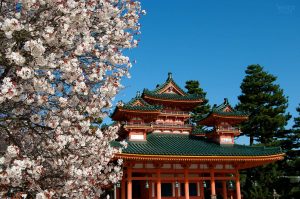 Cerisiers du Temple Heian à Kyoto