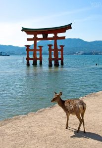 Daim posant devant le grand Torii de Miyajima