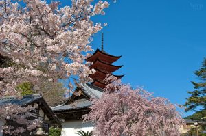 Cerisier en fleur devant le temple Itsukushima