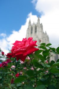 Photo d'une rose devant la cathédrale de Washington