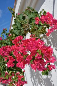 Bougainvillers à Dénia