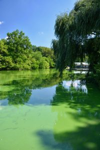 The Lake dans Central Park