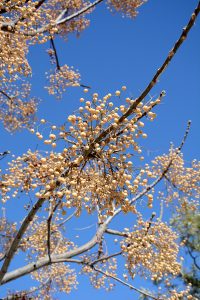 fleurs sur un arbre