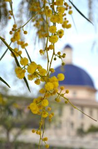 Mimosa devant Palais des Beaux Arts de Valence