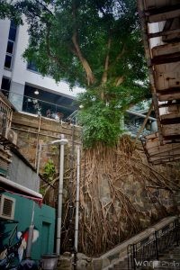 Arbre grimpant